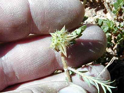 Γονιμότητα: Το φυτό tribulus προκαλεί παρενέργειες;